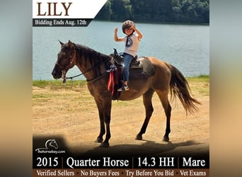 American Quarter Horse, Merrie, 11 Jaar, 150 cm, Grullo