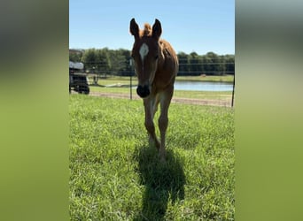 American Quarter Horse, Merrie, 11 Jaar, 150 cm, Roodbruin