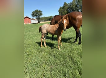 American Quarter Horse, Merrie, 11 Jaar, 150 cm, Roodbruin