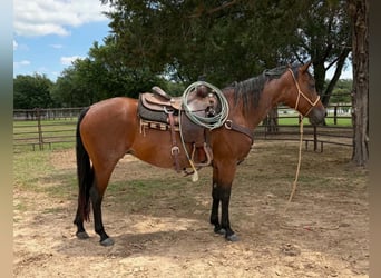 American Quarter Horse, Merrie, 11 Jaar, 150 cm, Roodbruin
