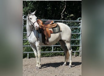 American Quarter Horse, Merrie, 11 Jaar, 150 cm, Vliegenschimmel