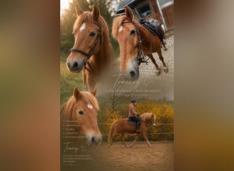 American Quarter Horse Mix, Merrie, 11 Jaar, 150 cm, Vos