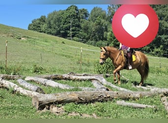 American Quarter Horse Mix, Merrie, 11 Jaar, 150 cm, Vos