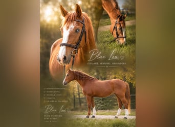 American Quarter Horse Mix, Merrie, 11 Jaar, 150 cm, Vos