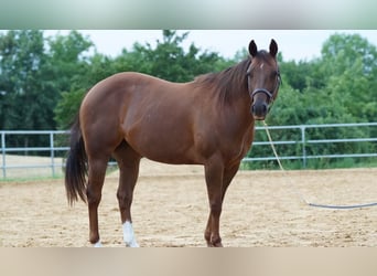 American Quarter Horse, Merrie, 11 Jaar, 151 cm, Donkere-vos