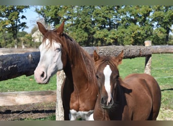 American Quarter Horse, Merrie, 11 Jaar, 151 cm, Roodvos