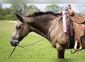 American Quarter Horse, Merrie, 11 Jaar, 152 cm, Buckskin