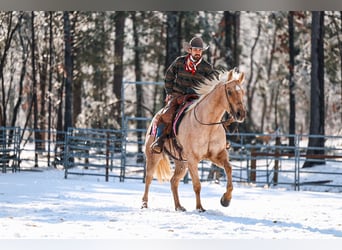 American Quarter Horse, Merrie, 11 Jaar, 152 cm, Palomino