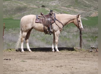 American Quarter Horse, Merrie, 11 Jaar, 152 cm, Palomino