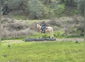 American Quarter Horse, Merrie, 11 Jaar, 152 cm, Palomino