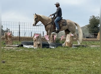 American Quarter Horse, Merrie, 11 Jaar, 152 cm, Palomino