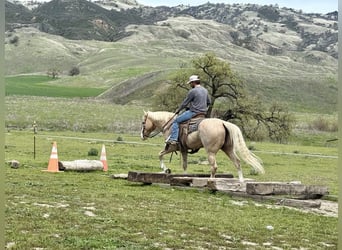 American Quarter Horse, Merrie, 11 Jaar, 152 cm, Palomino