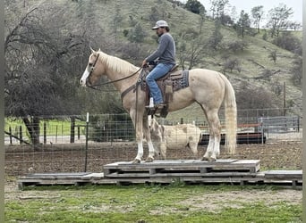 American Quarter Horse, Merrie, 11 Jaar, 152 cm, Palomino