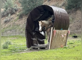 American Quarter Horse, Merrie, 11 Jaar, 152 cm, Palomino