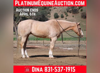 American Quarter Horse, Merrie, 11 Jaar, 152 cm, Palomino