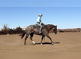 American Quarter Horse, Merrie, 11 Jaar, 152 cm, Roan-Red