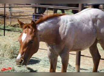 American Quarter Horse, Merrie, 11 Jaar, 152 cm, Roan-Red