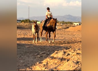 American Quarter Horse, Merrie, 11 Jaar, 152 cm, Roan-Red