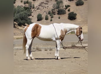 American Quarter Horse, Merrie, 11 Jaar, 152 cm, Tobiano-alle-kleuren