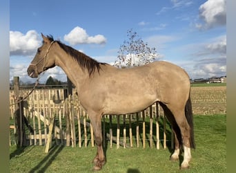 American Quarter Horse, Merrie, 11 Jaar, 154 cm, Red Dun