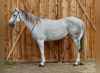American Quarter Horse, Merrie, 11 Jaar, 155 cm, Appelschimmel