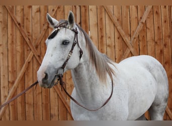 American Quarter Horse, Merrie, 11 Jaar, 155 cm, Appelschimmel
