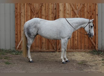 American Quarter Horse, Merrie, 11 Jaar, 155 cm, Appelschimmel