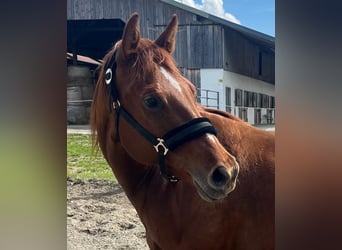 American Quarter Horse, Merrie, 11 Jaar, 155 cm, Donkere-vos