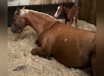American Quarter Horse, Merrie, 11 Jaar, 155 cm, Palomino