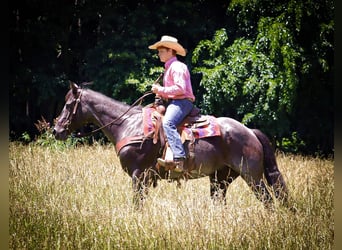 American Quarter Horse, Merrie, 11 Jaar, 155 cm, Roan-Blue