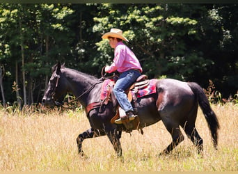 American Quarter Horse, Merrie, 11 Jaar, 155 cm, Roan-Blue