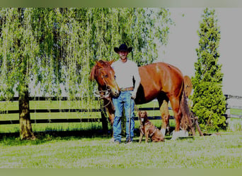 American Quarter Horse, Merrie, 11 Jaar, 155 cm, Vos