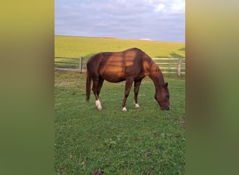 American Quarter Horse, Merrie, 11 Jaar, 155 cm, Vos