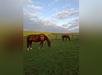 American Quarter Horse, Merrie, 11 Jaar, 155 cm, Vos
