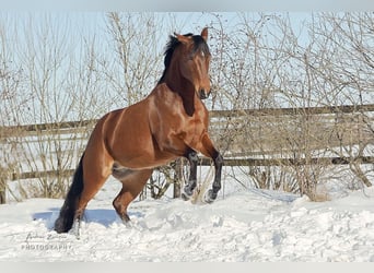 American Quarter Horse, Merrie, 11 Jaar, 156 cm, Brauner