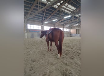 American Quarter Horse, Merrie, 11 Jaar, 156 cm, Vos