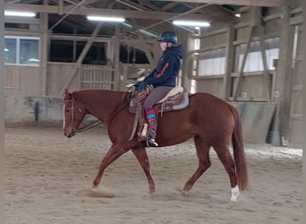 American Quarter Horse, Merrie, 11 Jaar, 156 cm, Vos