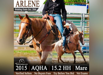 American Quarter Horse, Merrie, 11 Jaar, 157 cm, Roan-Red