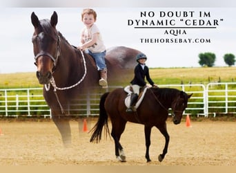 American Quarter Horse, Merrie, 11 Jaar, 157 cm, Roodbruin