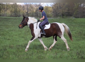 American Quarter Horse, Merrie, 11 Jaar, 157 cm, Tobiano-alle-kleuren