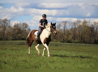 American Quarter Horse, Merrie, 11 Jaar, 157 cm, Tobiano-alle-kleuren