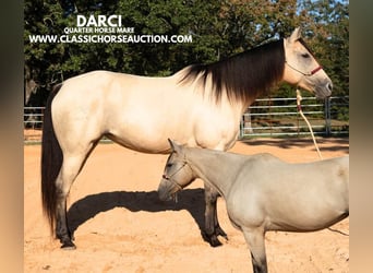 American Quarter Horse, Merrie, 11 Jaar, 163 cm, Buckskin