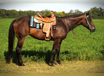 American Quarter Horse, Merrie, 11 Jaar, 170 cm, Donkerbruin