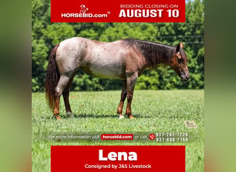 American Quarter Horse, Merrie, 11 Jaar, Roan-Bay