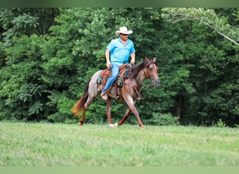 American Quarter Horse, Merrie, 11 Jaar, Roan-Bay