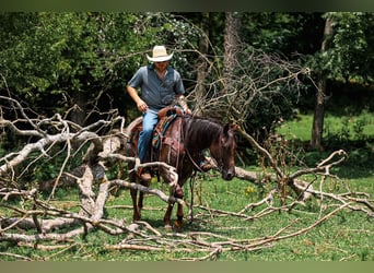 American Quarter Horse, Merrie, 11 Jaar, Roan-Bay