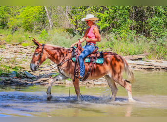 American Quarter Horse, Merrie, 11 Jaar, Roodvos