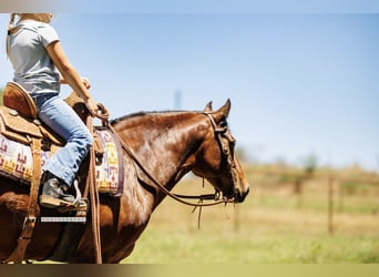 American Quarter Horse, Merrie, 12 Jaar, 124 cm, Roodbruin