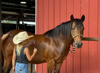 American Quarter Horse, Merrie, 12 Jaar, 124 cm, Roodbruin