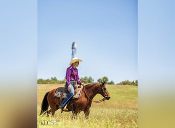 American Quarter Horse, Merrie, 12 Jaar, 124 cm, Roodbruin